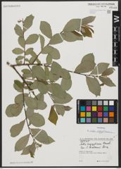 Foto von Salix aegyptiaca L.